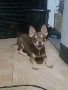 pet finder ph|Dogs .